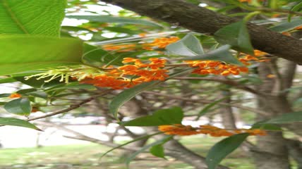 金桂桂花盛开（10）