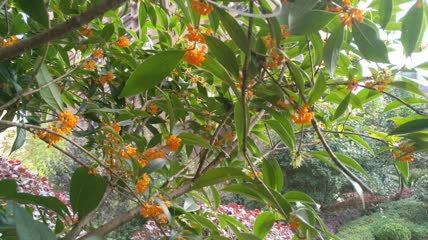 金桂桂花盛开（11）