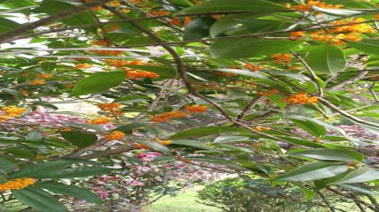 金桂桂花盛开（12）