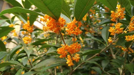 金桂桂花盛开（13）
