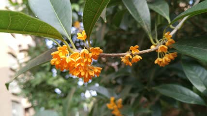 金桂桂花盛开（14）
