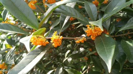 金桂桂花盛开（17）