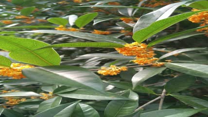 金桂桂花盛开（18）