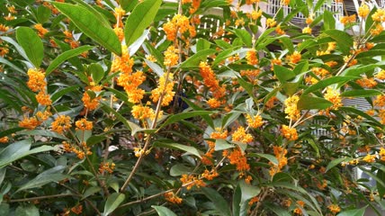 金桂桂花盛开（19）