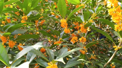 金桂桂花盛开（20）
