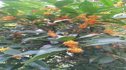 金桂桂花盛开（21）