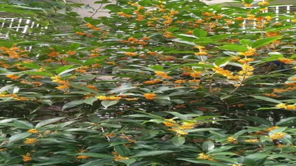 金桂桂花盛开（23）