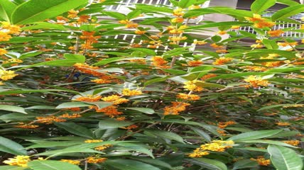 金桂桂花盛开（24）