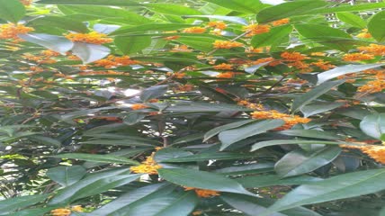 金桂桂花盛开（27）