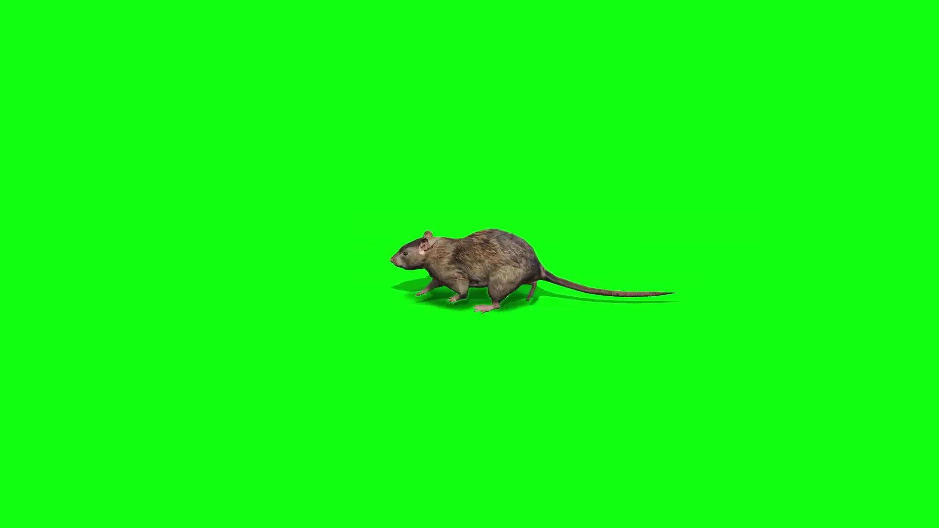 绿幕视频素材老鼠