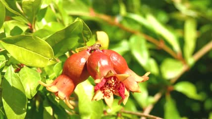 石榴花随风摇曳特写