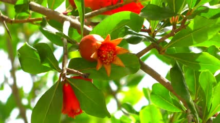 石榴开花特写
