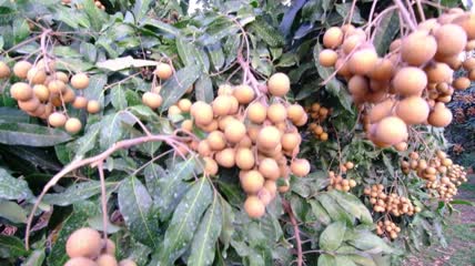 树上茂盛的龙眼果特写