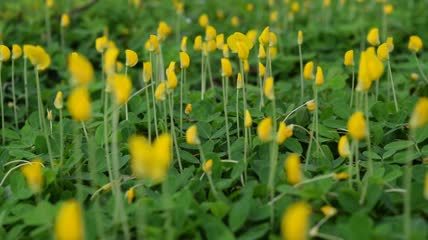 黄色小花丛特写