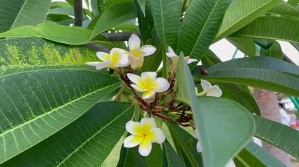 鸡蛋花4k视频