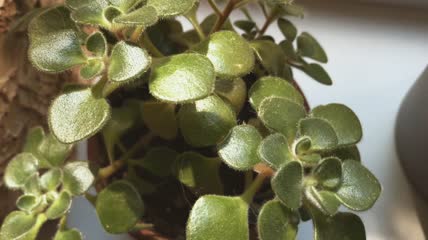 家庭多汁植物的特写素材，美丽的花为室内