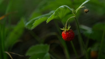 野外野生草莓近距离拍摄