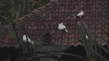 亚洲村庄屋顶上的白鸽实拍