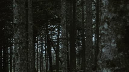 镜头前进的冷杉林实拍