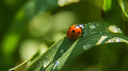 瓢虫爬上叶子特写