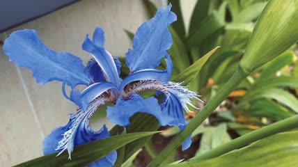 蓝色花4k视频