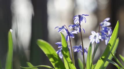 春天森林蓝色花朵绽放特写