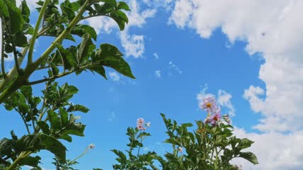 蓝天下的花朵特写