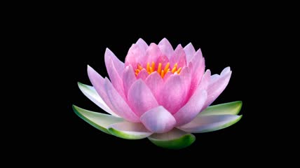 莲花缓缓盛开延时摄影