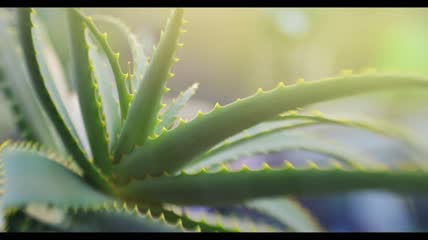 芦荟生长在花园里特写