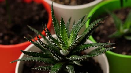 绿色植物的特写