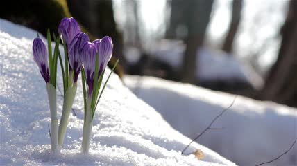 美丽的春天雪地里的花朵特写