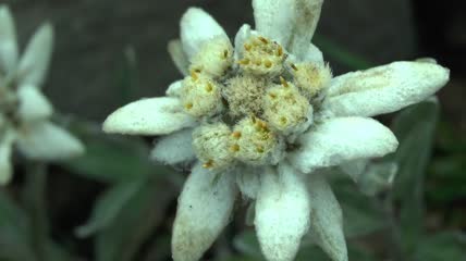 美丽的雪绒花特写