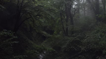 迷雾中的森林特写
