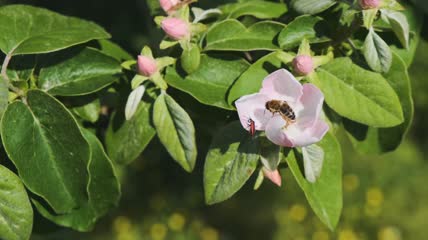蜜蜂在柑橘果树上收集花蜜特写