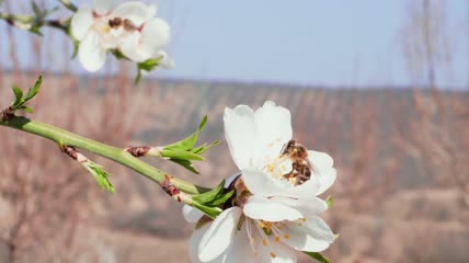蜜蜂在花朵上采蜜特写