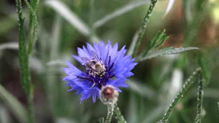 蜜蜂在蓝色的花朵上采蜜特写