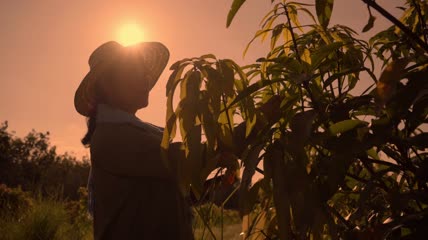 农场主检查芒果树的叶子特写