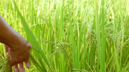 农妇用手翻阅稻田特写