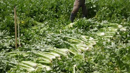 农民收获的大堆芹菜特写