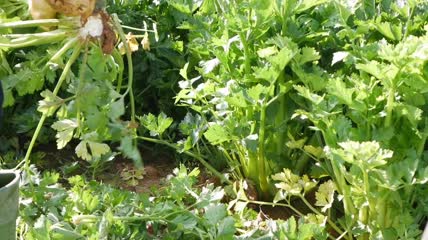 农民收获芹菜特写