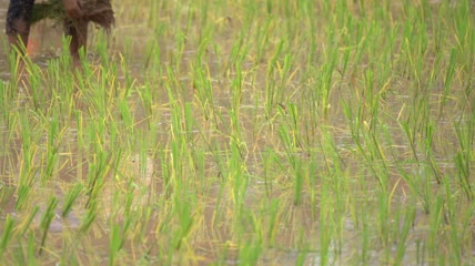 农民在农村有机农业中种植水稻实拍