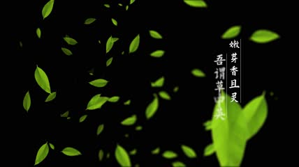 茶叶文字片头