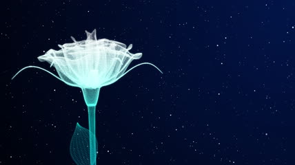星空背景玫瑰花