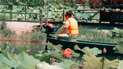 4k实拍荷花池游船