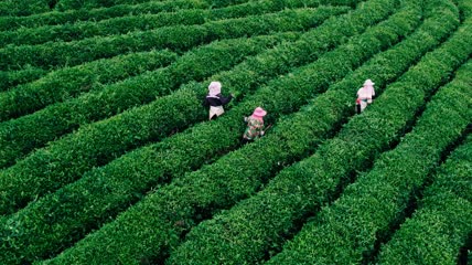 4k航拍茶园茶山阿姨除草