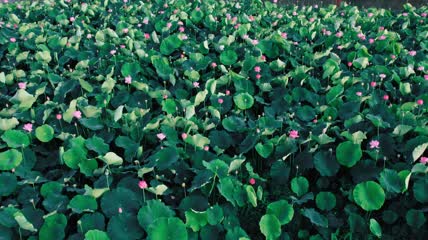 4k航拍十里河廊荷花游客