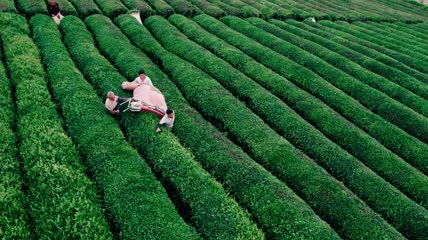 4k航拍茶园茶山收割茶叶
