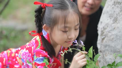 采草药