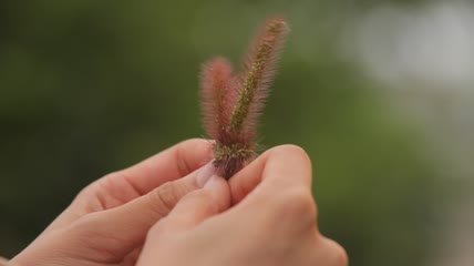 美女手拿狗尾巴草