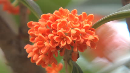 近拍桂花花朵